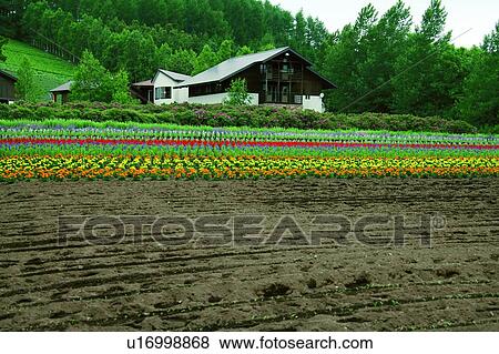 Stock Photo - Perfume Workshop in Farm Tomita, Furano, Hokkaido, Japan. Fotosearch