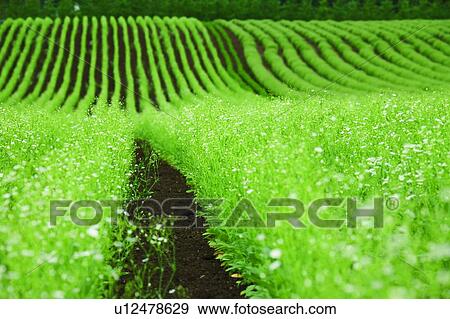 Stock Photo - Small buds of flowers, Farm Tomita, Furano, Hokkaido, Japan. Fotosearch