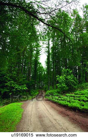 Track through woodland, Furano, Hokkaido, Japan View Large Photo Image Stock Photography - Track through woodland, Furano, Hokkaido, Japan. Fotosearch