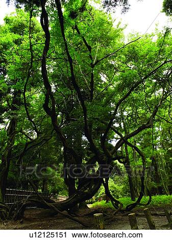 Stock Image - Tree, low angle view. Fotosearch