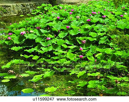 Stock Photo - Water Lily Pond in Japanese garden at Todai Temple. Fotosearch
