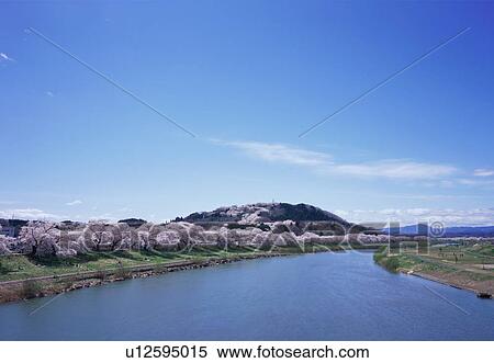 Stock Photography - Cherry blossoms on river bank. Fotosearch