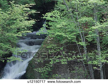 Creek running through mountain View Large Photo Image Stock Photo - Creek running through mountain. Fotosearch