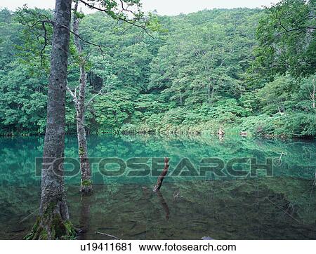 Dokkonuma in Zao, Yamagata Prefecture, Japan View Large Photo Image Stock Image - Dokkonuma in Zao, Yamagata Prefecture, Japan. Fotosearch