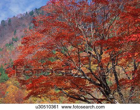 Stock Image - Maple trees turned red in autumn. Fotosearch