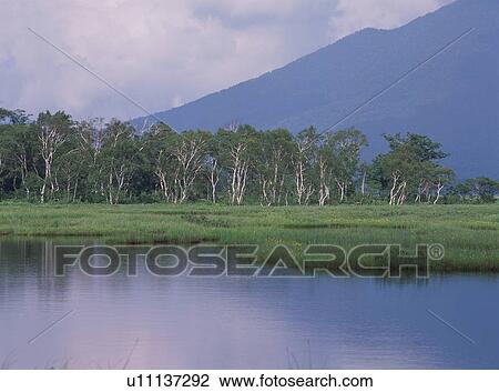 Stock Image - Marshland in Gunma Prefecture, Japan. Fotosearch