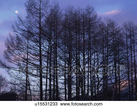 Stock Image - Moon and trees. Fotosearch