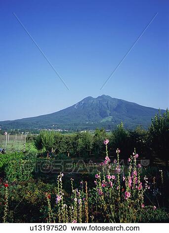 Mt. Iwaki, Aomori Prefecture, Japan View Large Photo Image Stock Image - Mt. Iwaki, Aomori Prefecture, Japan. Fotosearch