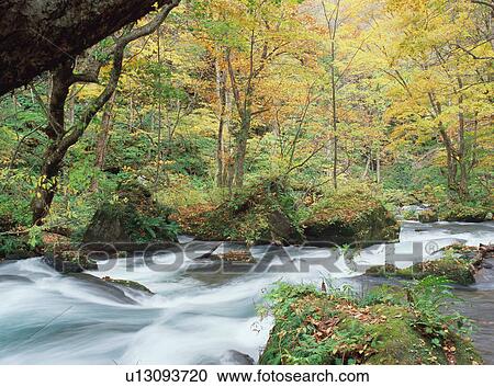 Oirase river, Aomori Prefecture, Japan View Large Photo Image Stock Image - Oirase river, Aomori Prefecture, Japan. Fotosearch