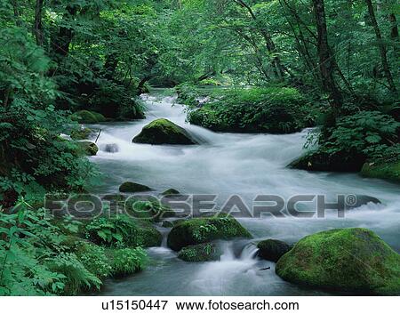Stock Photo - Oirase river, Aomori Prefecture, Japan. Fotosearch