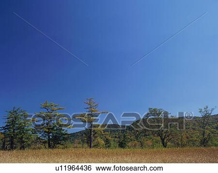 Ozegahara, Gunma Prefecture, Japan View Large Photo Image Stock Photograph - Ozegahara, Gunma Prefecture, Japan. Fotosearch