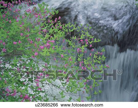 Stock Photograph - Pink flowers blossomed near river. Fotosearch