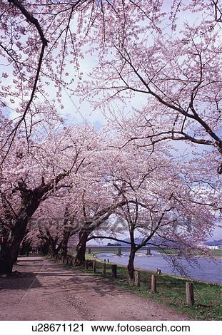 Stock Image - Row of cherry blossom trees. Fotosearch