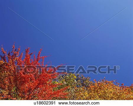 Stock Image - Silver birch and maple trees, Shiga Plateau, Nagano Prefecture, Japan. Fotosearch
