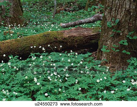 Small white flowers in forest View Large Photo Image Stock Image - Small white flowers in forest. Fotosearch