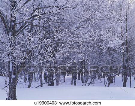 Stock Image - Snow covered trees. Fotosearch