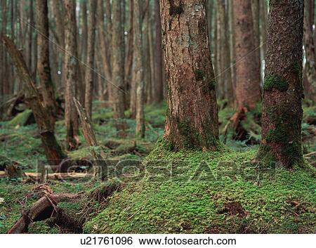 Tree covered by moss View Large Photo Image Stock Photograph - Tree covered by moss. Fotosearch