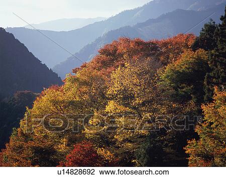 Trees turned red in autumn View Large Photo Image Stock Image - Trees turned red in autumn. Fotosearch