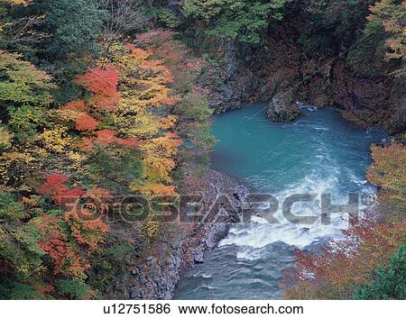 Stock Photograph - Trees turned red in autumn. Fotosearch
