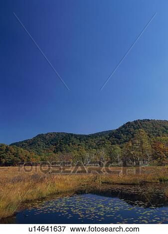 Stock Photo - Water lilies, Ozegahara, Gunma Prefecture, Japan. Fotosearch