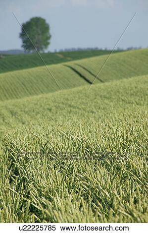 Wheat field View Large Photo Image Stock Photography - Wheat field. Fotosearch