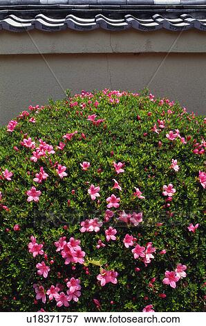 Azalea, Daitokuji Temple, Kyoto Prefecture, Japan View Large Photo Image Stock Photo - Azalea, Daitokuji Temple, Kyoto Prefecture, Japan. Fotosearch