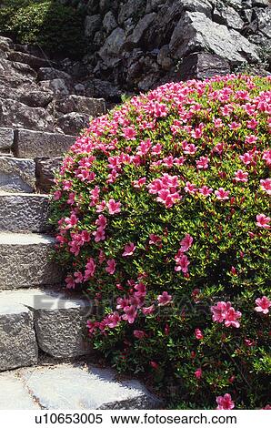 Azaleas, Yoshimine-dera Temple, Kyoto Prefecture, Japan View Large Photo Image Stock Photography - Azaleas, Yoshimine-dera Temple, Kyoto Prefecture, Japan. Fotosearch