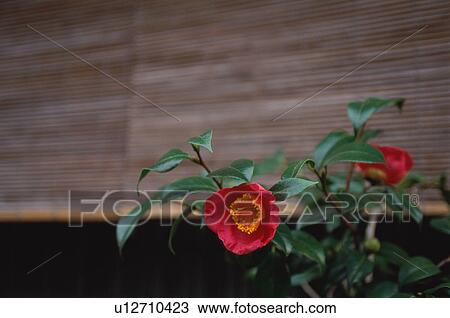 Stock Image - Camellia, Gion, Kyoto Prefecture, Japan. Fotosearch