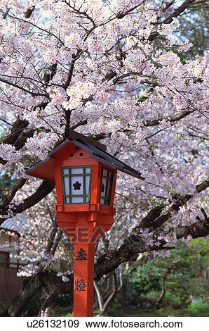 Cherry blossoms, Hirano-jinja Shrine, Kyoto Prefecture, Japan View Large Photo Image Stock Photo - Cherry blossoms, Hirano-jinja Shrine, Kyoto Prefecture, Japan. Fotosearch