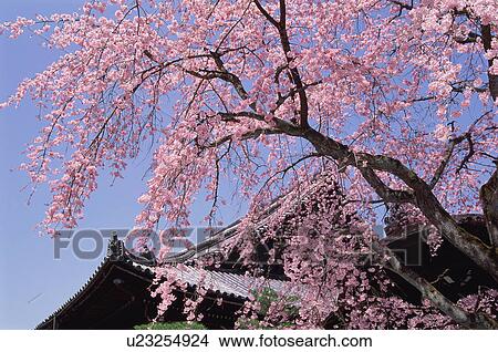 Chion-in Temple, Kyoto Prefecture, Japan View Large Photo Image Picture - Chion-in Temple, Kyoto Prefecture, Japan. Fotosearch