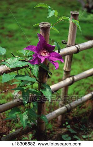 Clematis flower, Tenryu-ji Temple, Kyoto Prefecture, Japan View Large Photo Image Stock Image - Clematis flower, Tenryu-ji Temple, Kyoto Prefecture, Japan. Fotosearch