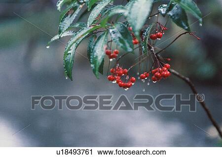 Stock Image - Coralberry. Fotosearch