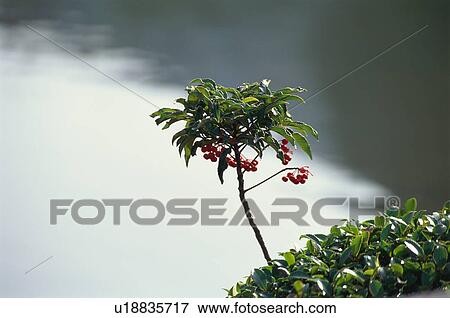 Stock Photo - Coralberry. Fotosearch