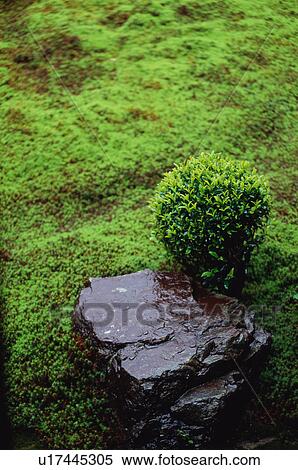 Daitokuji Temple, Kyoto Prefecture, Japan View Large Photo Image Stock Photography - Daitokuji Temple, Kyoto Prefecture, Japan. Fotosearch