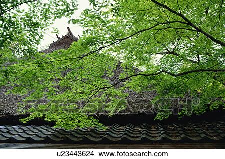 Gio-ji Temple, Kyoto Prefecture, Japan View Large Photo Image Picture - Gio-ji Temple, Kyoto Prefecture, Japan. Fotosearch