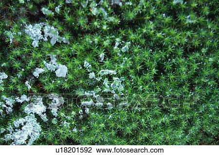 Stock Image - Gio-ji Temple, Kyoto Prefecture, Japan. Fotosearch