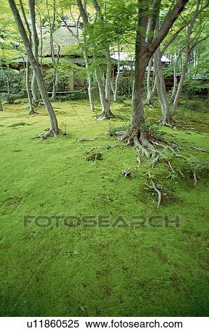 Stock Photography - Gio-ji Temple, Kyoto Prefecture, Japan. Fotosearch