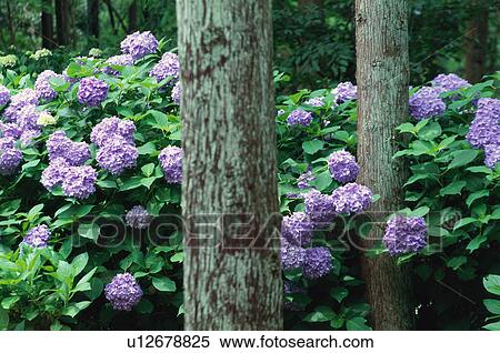 Hydrangeas at Sanzenin Temple, Kyoto Prefecture, Japan View Large Photo Image Stock Photography - Hydrangeas at Sanzenin Temple, Kyoto Prefecture, Japan. Fotosearch