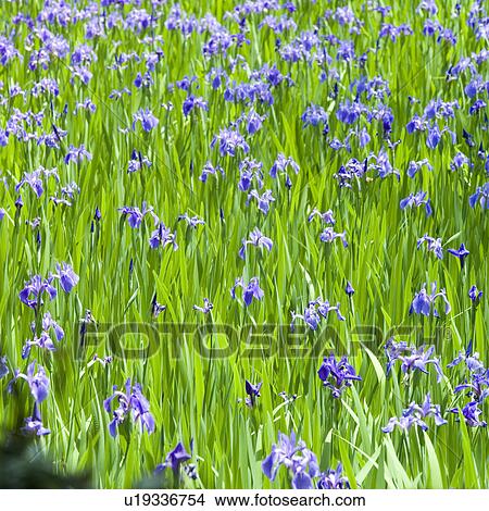Iris flowers at shrine View Large Photo Image Picture - Iris flowers at shrine. Fotosearch