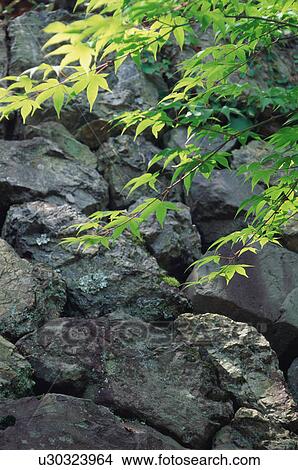 Picture - Japanese Maple, Shoji-ji Temple, Kyoto Prefecture, Japan. Fotosearch