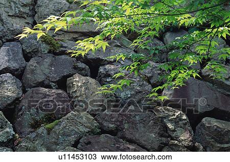 Stock Image - Japanese Maple, Shoji-ji Temple, Kyoto Prefecture, Japan. Fotosearch