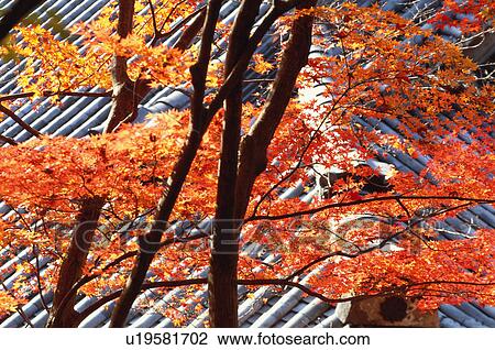 Stock Image - Japanese maple tree, Eikan-do Temple, Kyoto Prefecture, Japan. Fotosearch