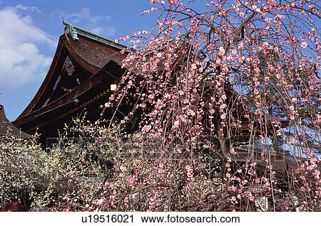Stock Image - Kitano Tenmangu Shrine, Kyoto Prefecture, Japan. Fotosearch