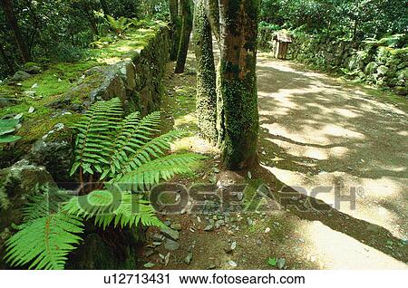 Stock Image - Kozan-ji Temple, Kyoto Prefecture, Japan. Fotosearch