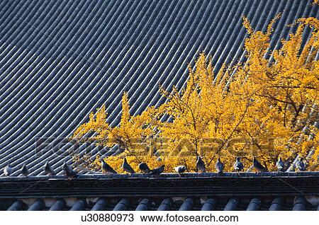 Nishi Honganji Temple, Kyoto Prefecture, Japan View Large Photo Image Stock Image - Nishi Honganji Temple, Kyoto Prefecture, Japan. Fotosearch
