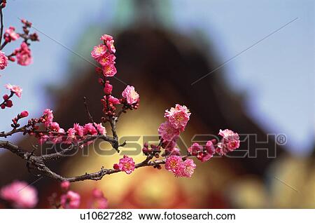 Plum blossoms, Kitano Tenmangu Shrine, Kyoto Prefecture, Japan View Large Photo Image Stock Image - Plum blossoms, Kitano Tenmangu Shrine, Kyoto Prefecture, Japan. Fotosearch