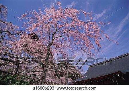 Tenryu-ji Temple, Kyoto Prefecture, Japan View Large Photo Image Stock Image - Tenryu-ji Temple, Kyoto Prefecture, Japan. Fotosearch