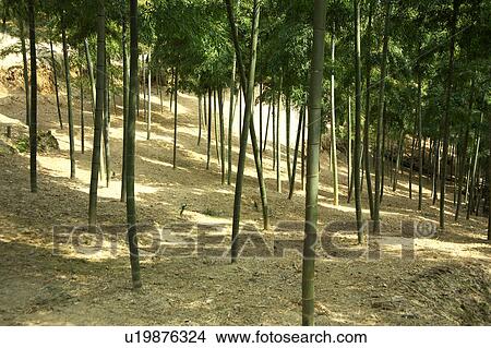 Picture - Bamboo grove. Fotosearch