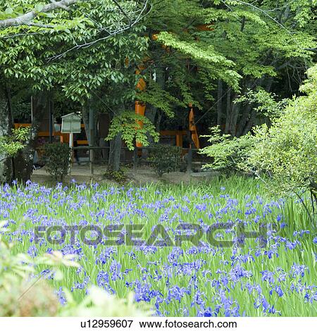 Stock Photo - Iris flowers at shrine. Fotosearch