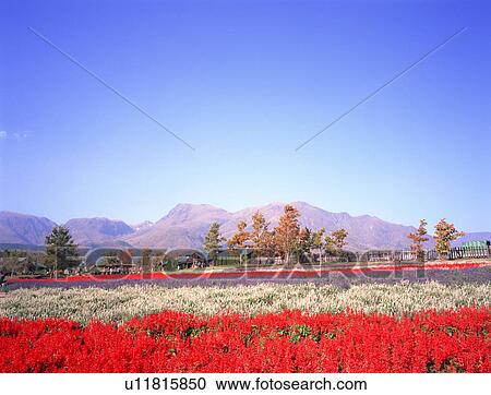 Kuju Flower Park, Oita Prefecture, Japan View Large Photo Image Stock Image - Kuju Flower Park, Oita Prefecture, Japan. Fotosearch